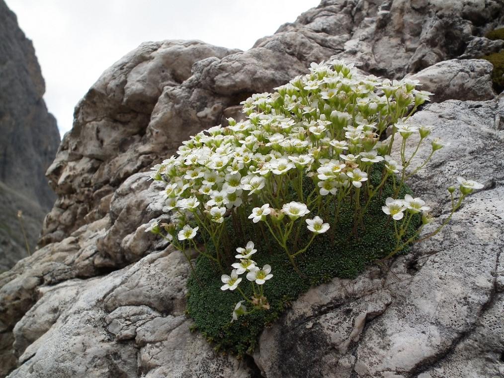 Saxifraga squarrosa